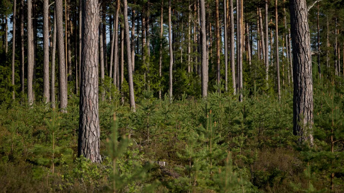 Tranquil scene of a lush forest filled with towering pine trees under daylight.